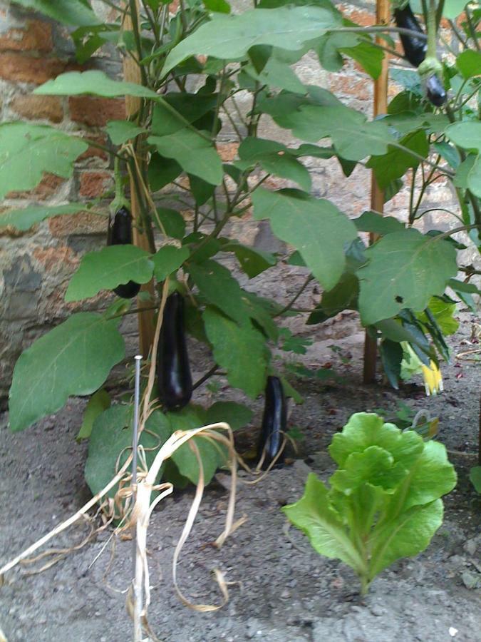 Apartamento Ca' Ermina&garden *
